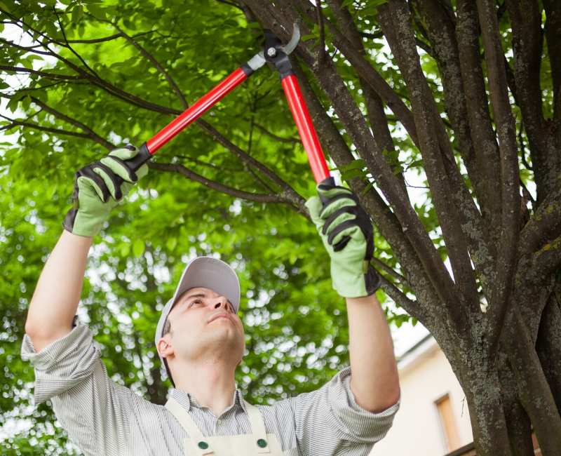 HOW TO MAKE YOUR YARD LOOK GREAT