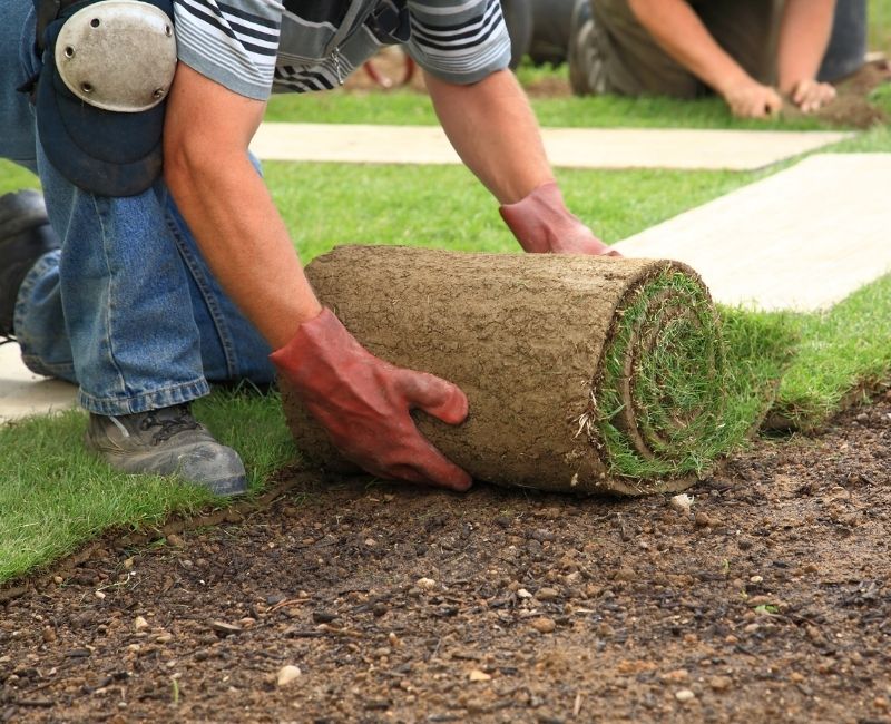 Sod Questions? We Have The Answers!
