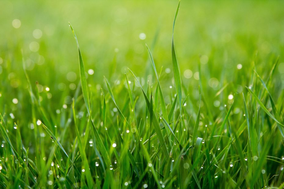 Dew covers vibrant green grass.