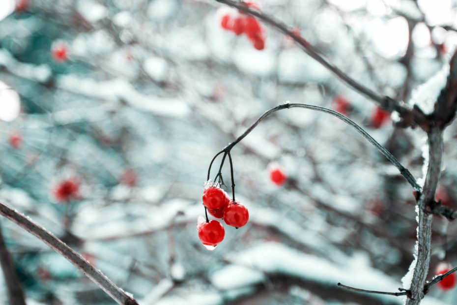 Vibrant red berries hang from a twig covered in snow.