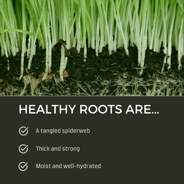 Healthy Roots