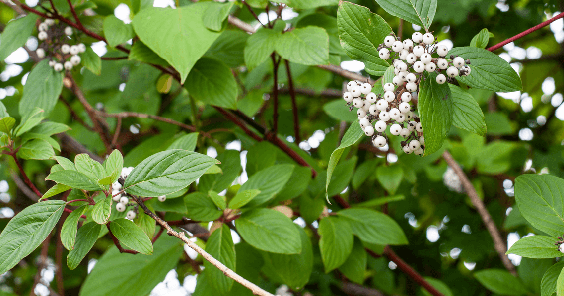 A guide to Low-Maintenance Plants For Your Alberta Landscaping by the experts at Earth and Turf Landscaping in Edmonton, Alberta