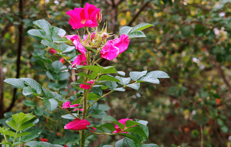 A guide to Low-Maintenance Plants For Your Alberta Landscaping by the experts at Earth and Turf Landscaping in Edmonton, Alberta