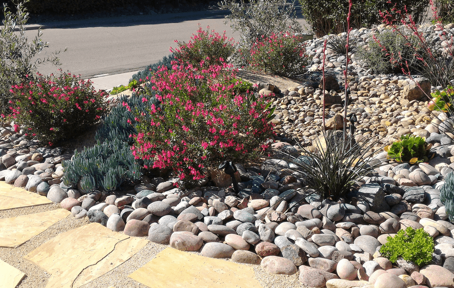 Xeriscaping: A Water-Wise Landscaping Solution for Your Alberta Yard by Earth and Turf Landscaping Edmonton